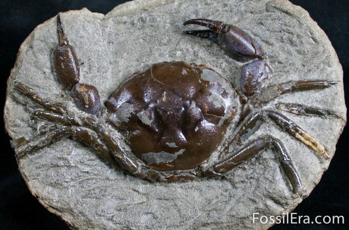 Fossil Crab From Washington - Great Legs #7323